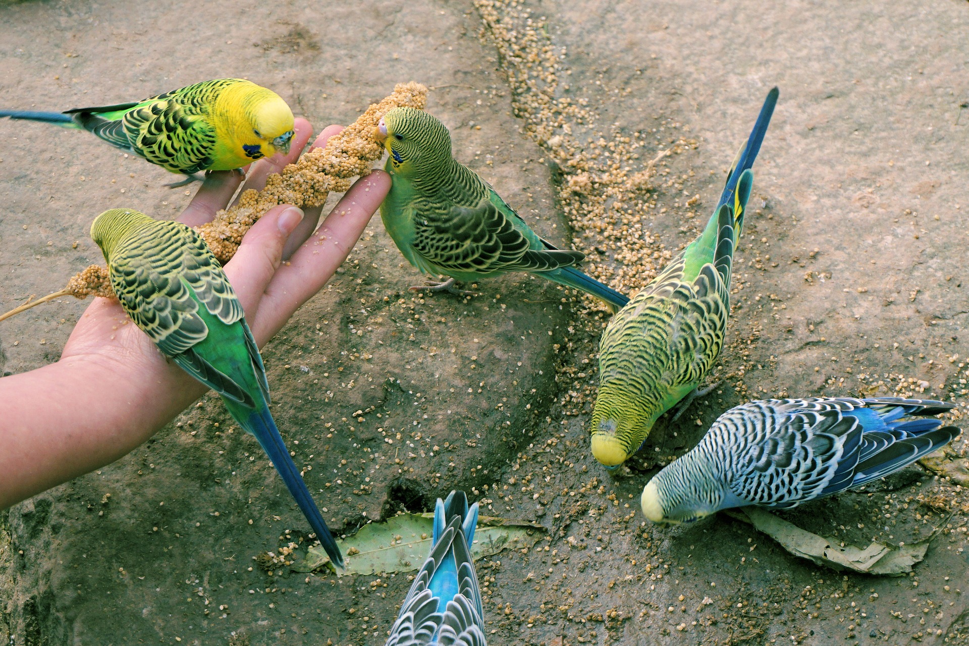 The Healthiest Diet For Parakeets Budgerigars I Love Parakeets