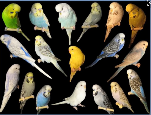 types of parakeets