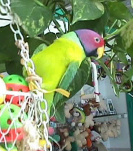 plum_headed_parakeet