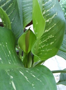 Dieffenbachia