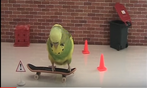 How to Train Your Budgies or Parakeets to Skateboard