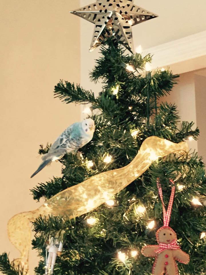 On Holiday Budgie Christmas Tree Ornament 