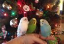 A Very Budgie Christmas – Holiday Parakeet Photos