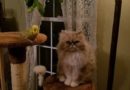 Charlie the Budgie and Bella the Cat – Best Friends Forever