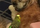 JoJo the Parakeet and Jasper the Dog – Budgie Buddies