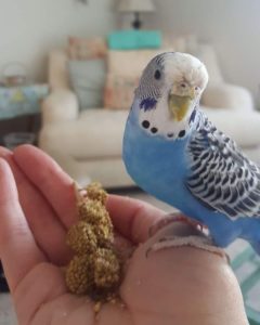 Rio the budgie receiving a millet treat.