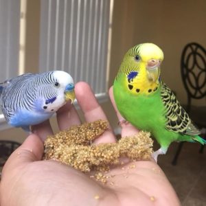 Noor's parakeets love their millet treat.