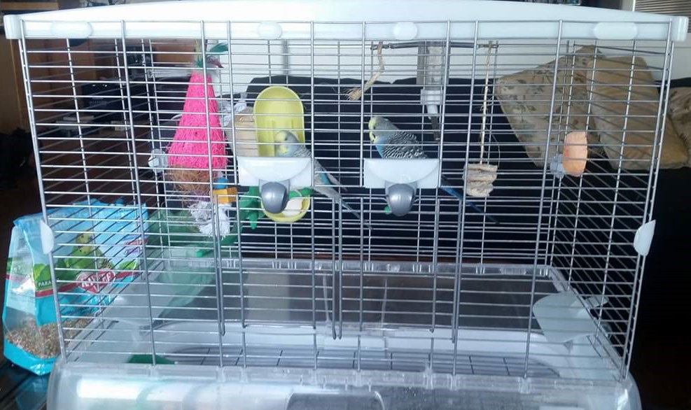 Hagen Vision 2 Cage with Parakeets