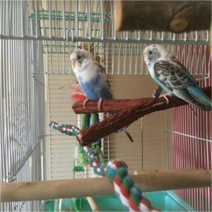 Beautiful Blue and White Budgies