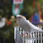 , Beautiful Budgie Roundup | I Love Parakeets