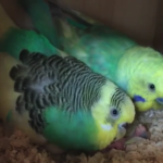 , Beautiful Budgie Roundup | I Love Parakeets